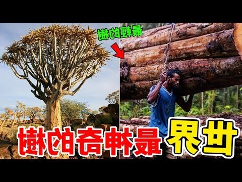 會 增值的 樹